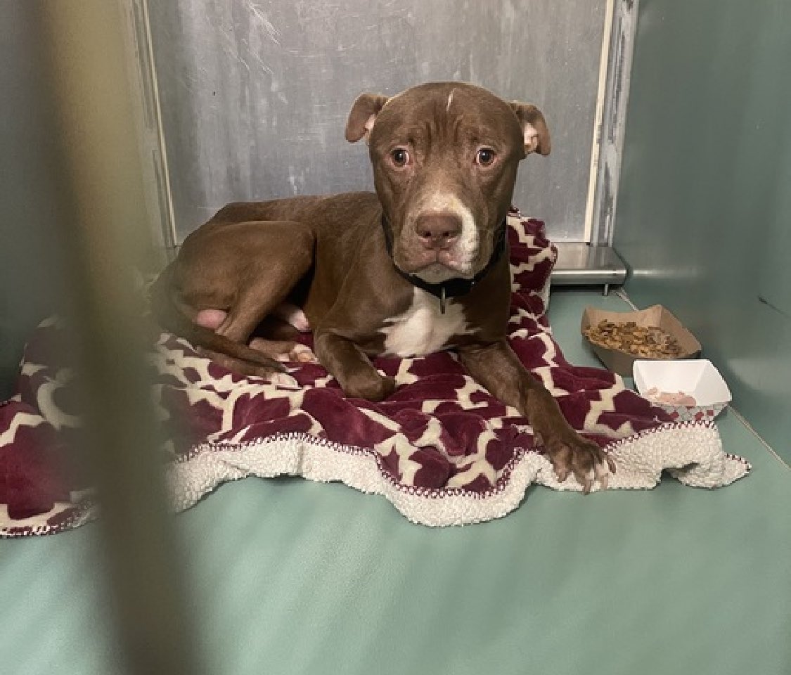 Poppas 181698, a smiling, tail-wagging, handsome 2yo who was found tied to a tree, despite having the BEST behavior rating in NYCACC, he’s TBK Tuesday. Highly social and playful, he’s making the most of every day. Loves pets, cuddles and is friendly with other dogs. He deserves a