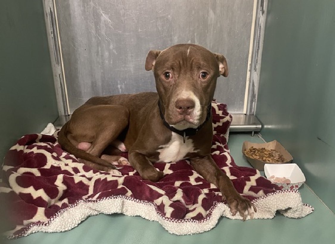 Keith Olbermann's Dogs tweet media