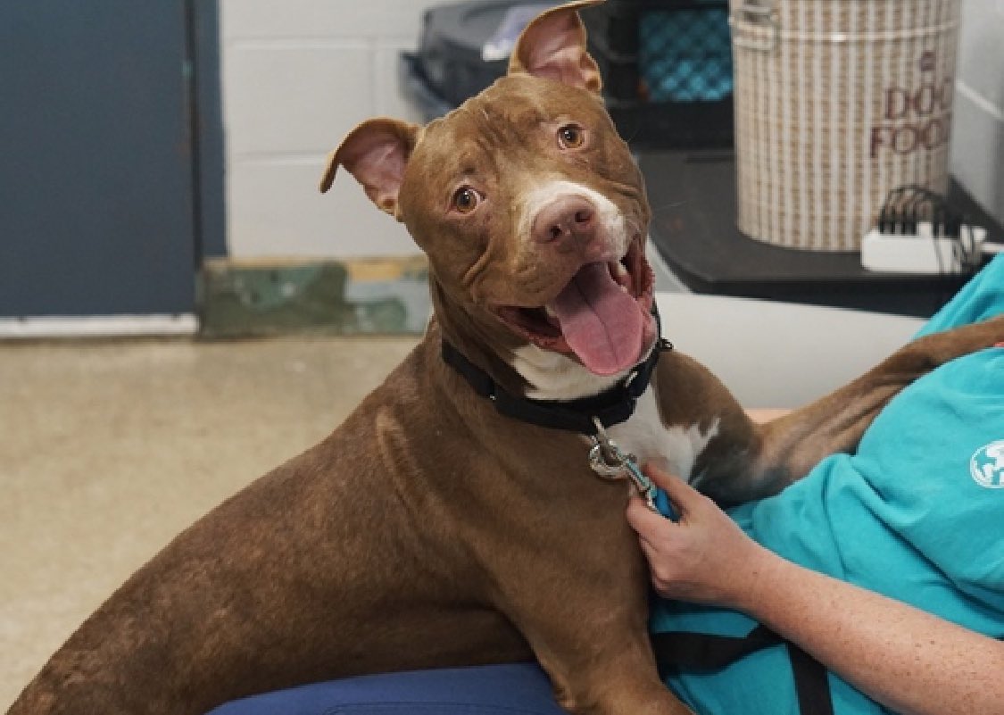 Keith Olbermann's Dogs tweet media