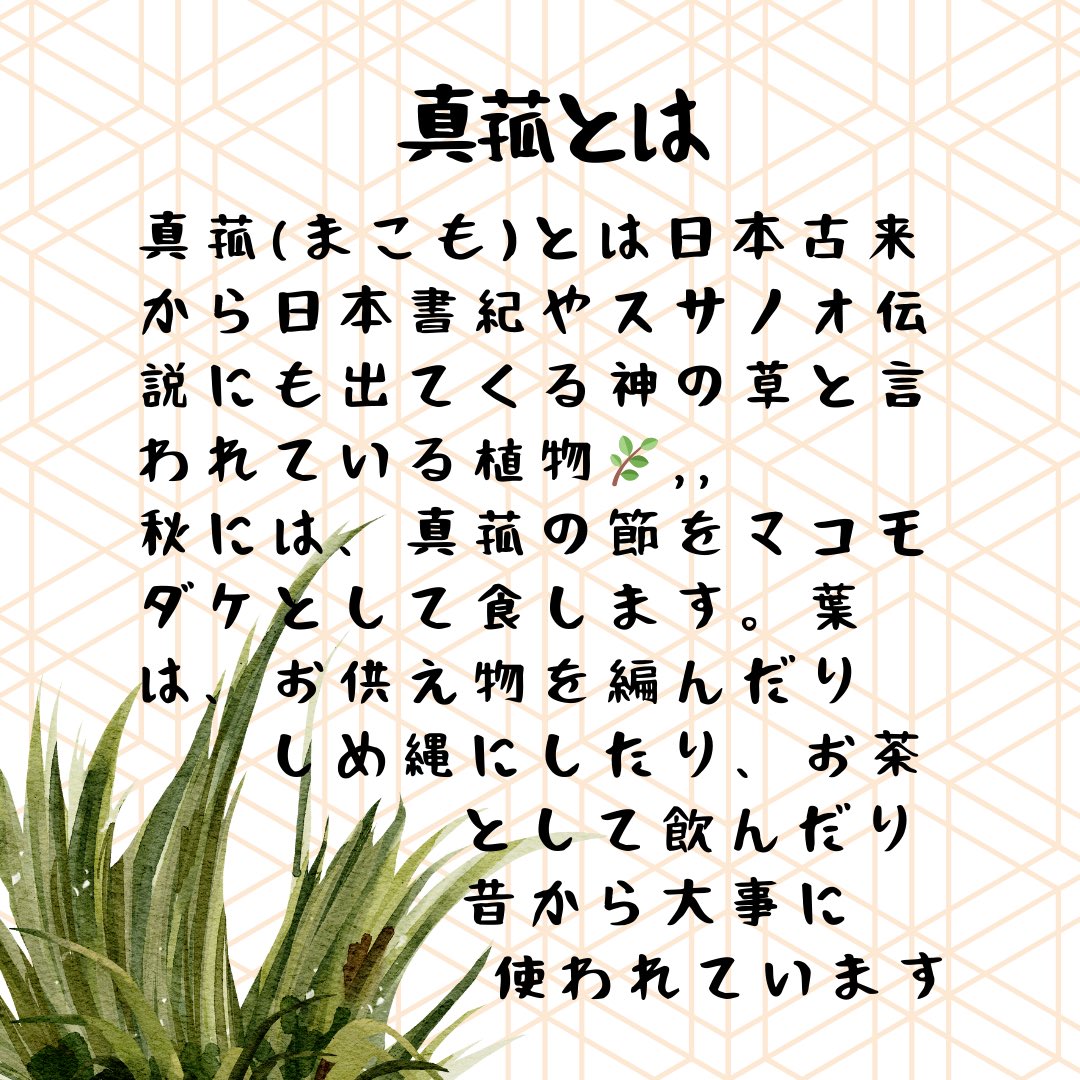 yotubalabo's tweet image. 出雲真菰石鹸(いずもまこも石鹸)は、発売から4年目を迎えました🌿 ܸ。皆さまに愛され支えられありがとうございます。
出雲の神様ありがとうございます⛩。
再販させていただきます。
 #出雲真菰  #出雲真菰石鹸
 #無香料無着色石鹸
 #ヴィーガン
 #ブラックフライデークーポン