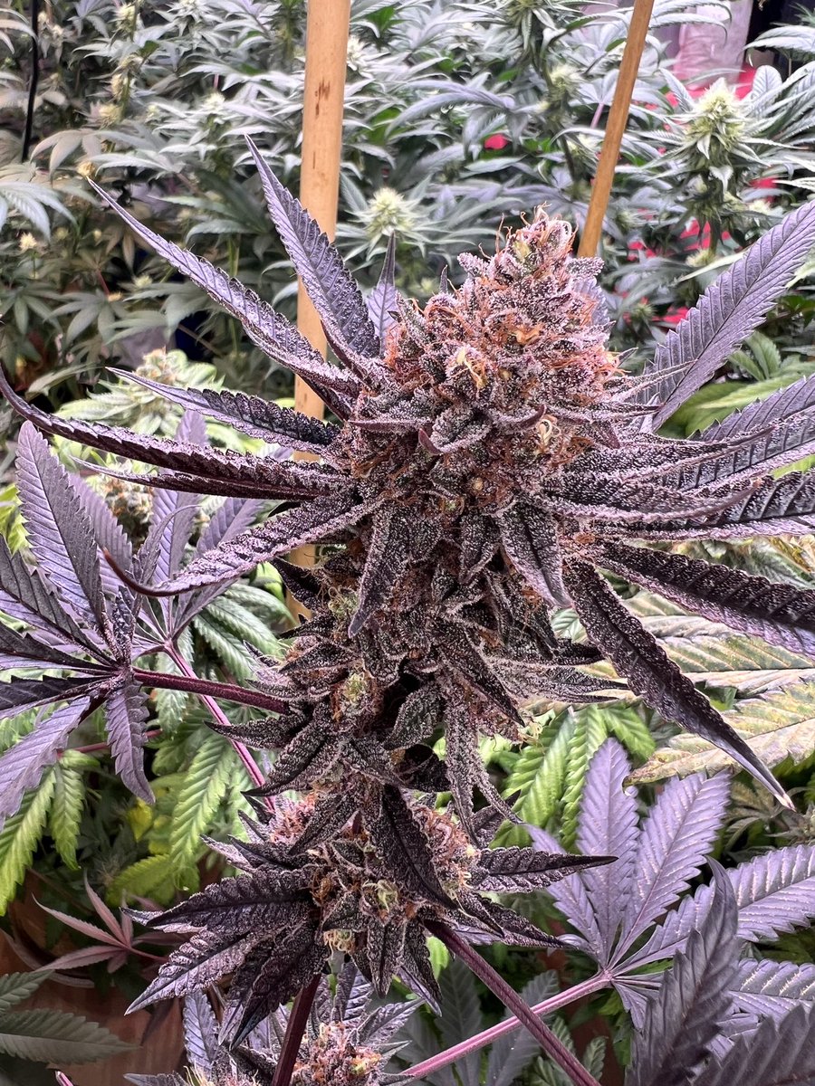808geneticsjb's tweet photo. Cereal MarshMallowz = Runtz x Blueberry BX #808Genetics https://t.co/RdPRXb1pG6