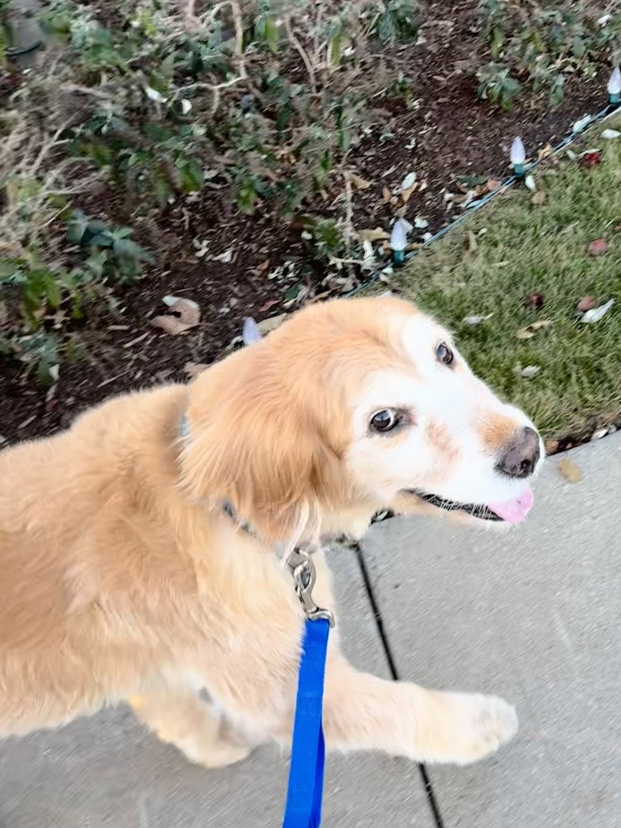 Kristen Famiano (@kfam) on Twitter photo After the weekend got off to a rough start, #GunnerTheDog lifted my spirits & we had a great time. We watched British crime shows on Britbox, scared a deer, ate treats, & took walks. He lets me know when he's had enough by refusing to move
I ❤️ him
<a href="/RomeoAcadCoach/">Rich Boggio</a> <a href="/mrsmathbog/">Jennifer Boggio</a> After the weekend got off to a rough start, #GunnerTheDog lifted my spirits & we had a great time. We watched British crime shows on Britbox, scared a deer, ate treats, & took walks. He lets me know when he's had enough by refusing to move
I ❤️ him
<a href="/RomeoAcadCoach/">Rich Boggio</a> <a href="/mrsmathbog/">Jennifer Boggio</a>