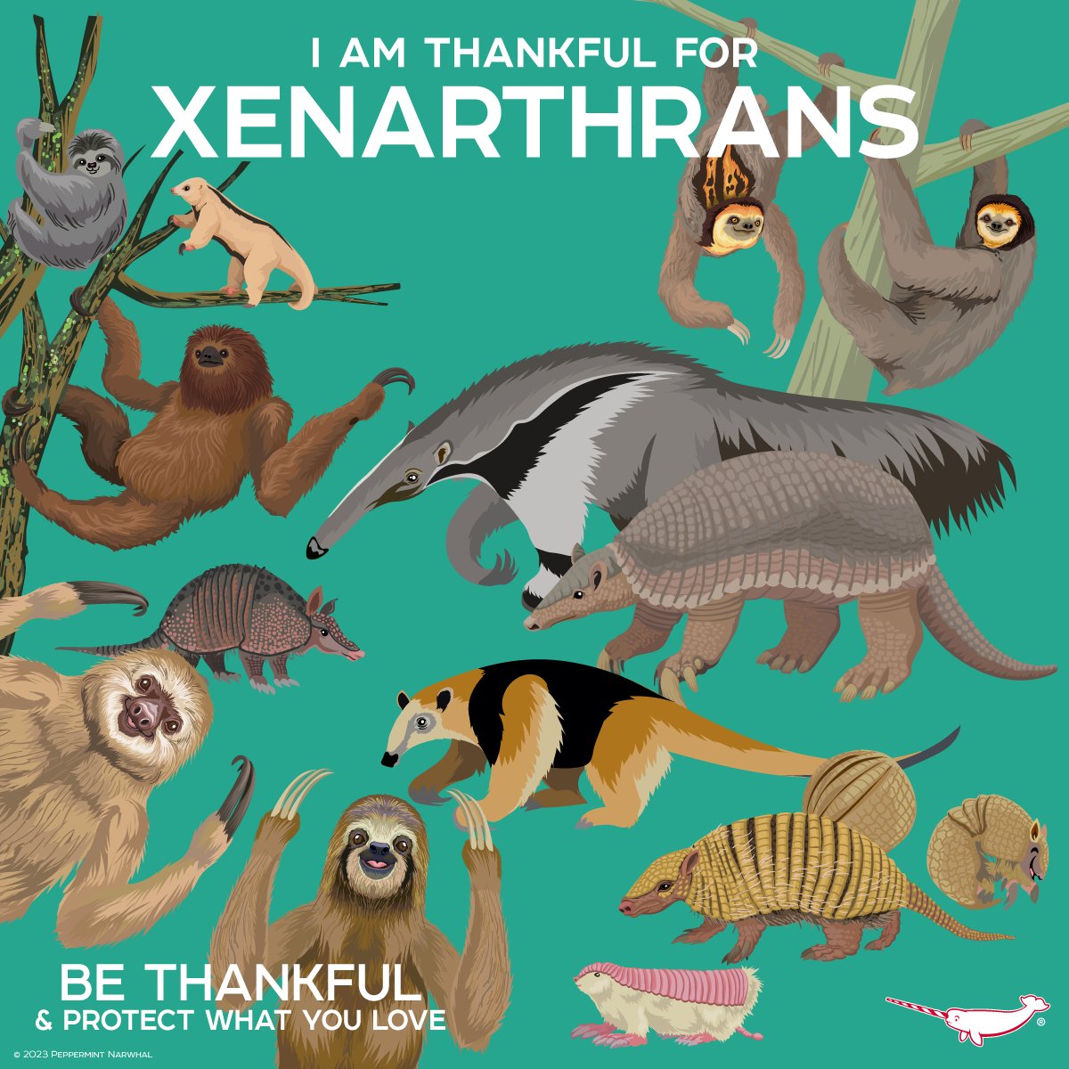 PepomintNarwhal's tweet image. I&apos;m #Thankful for #Xenarthrans

Start the coming year off right, buy the 2024 Peppermint Narwhal Animal Holiday Calendar: rb.gy/85va82

Shop the #PeppermintNarwhal store: peppermintnarwhal.com 

#thanksgiving #sloth #armadillo #anteater #tamandua #SilkyAnteater