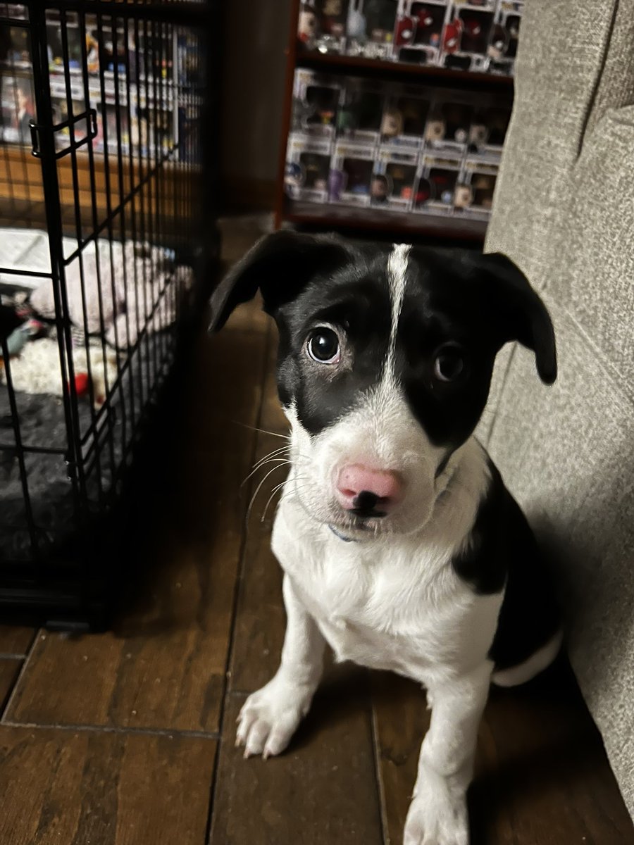 The face he gave me when I booped his nose 😆 - this pup and his faces 😅😆😆