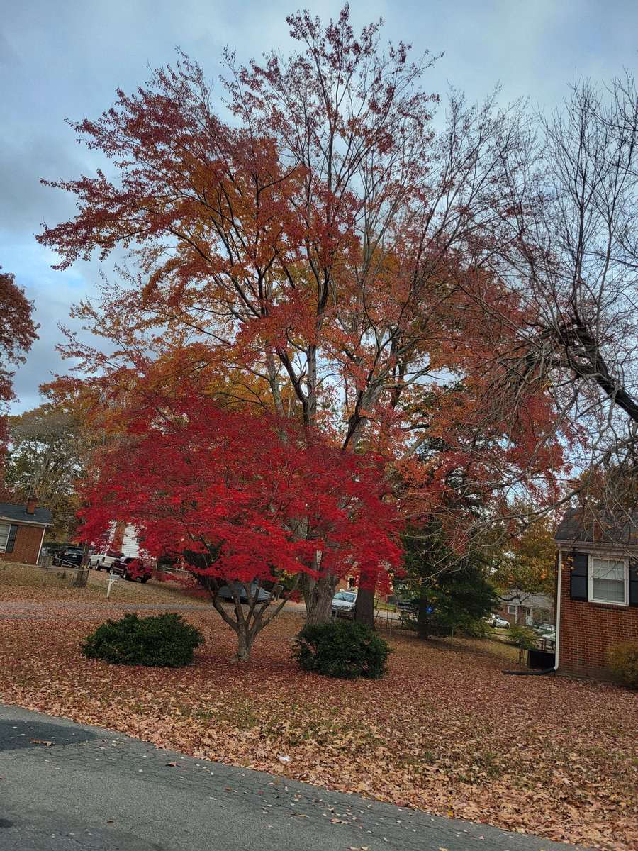 M25comeback's tweet photo. Beautiful trees!!! https://t.co/zTc7B3nqw4