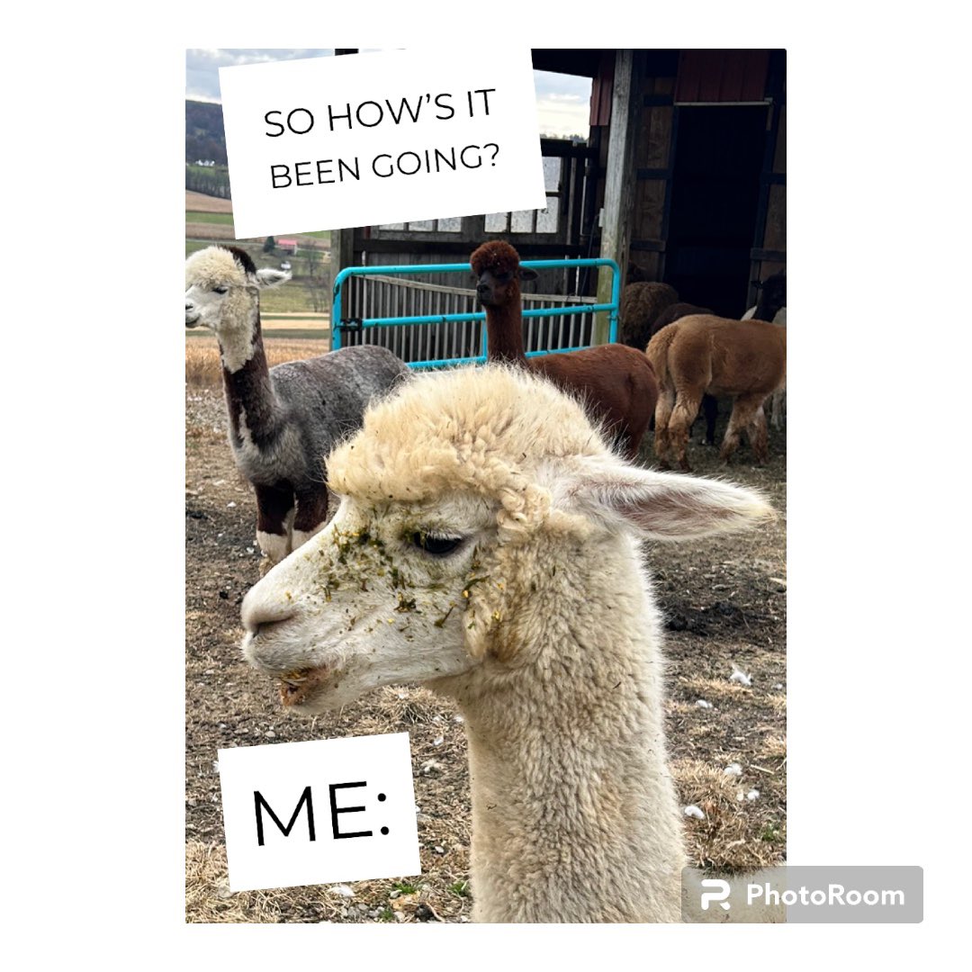 Anyone else feeling this way?!? 

#alpacakeyfarm #alpacakey #Alpacafarm #howsitgoing #howitstartedhowitsgoing #notready #alpacaspit #alpacalife