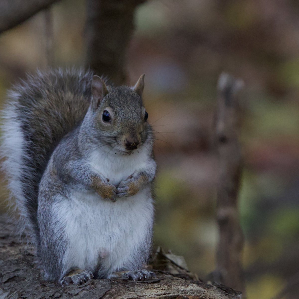 wildnewyorkshow's tweet photo. Did you know our very 1st episode was on the Squirrels of NYC? We’ve come a long way since then— but the Eastern Grey Squirrel has been with us the whole way. Every fall, the fluff up nicely! Celebrate #fatsquirrelweek and share your best Squirrel Pics! 
#nycwildlife #wildnewyork https://t.co/aFx0QPXjDr