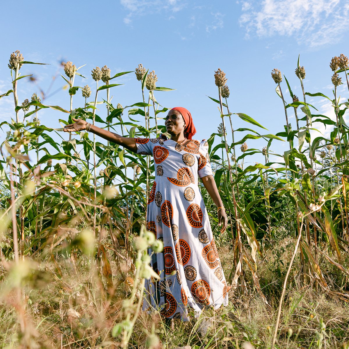 Women are transforming their own lives and landscapes. Farmer groups in our program are required to be composed of at least 30% women. Most exceed that benchmark, with many led by or composed entirely of women farmers.