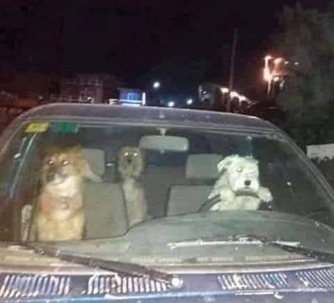 no sé quiénes son, ni a dónde van, pero quiero ir con ellos