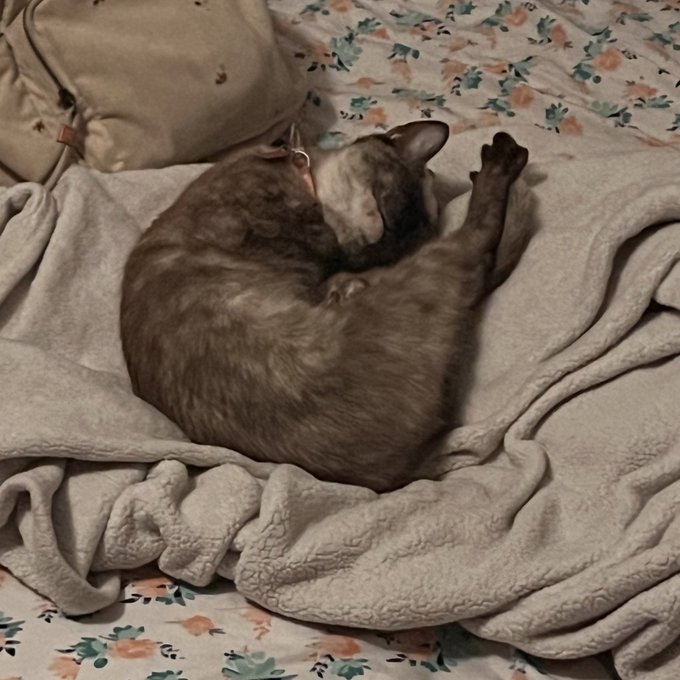 rate boba&rsquo;s cosplay https://t.co/VHcZK1FJkg