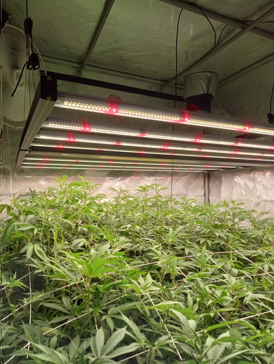 VictorP30901555's tweet photo. Day 6 flower brought the light down closer so they can stop stretching and stills about 10 inches to go up more or less
La Jefa @atlasseed #lajefa #growtogether #CBD #nothingforsale #staymedicated #azgrown https://t.co/sKD7CesTh7