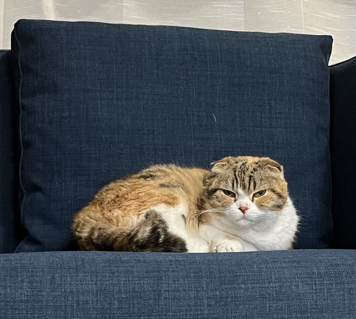 liling / ろりれい tweet media