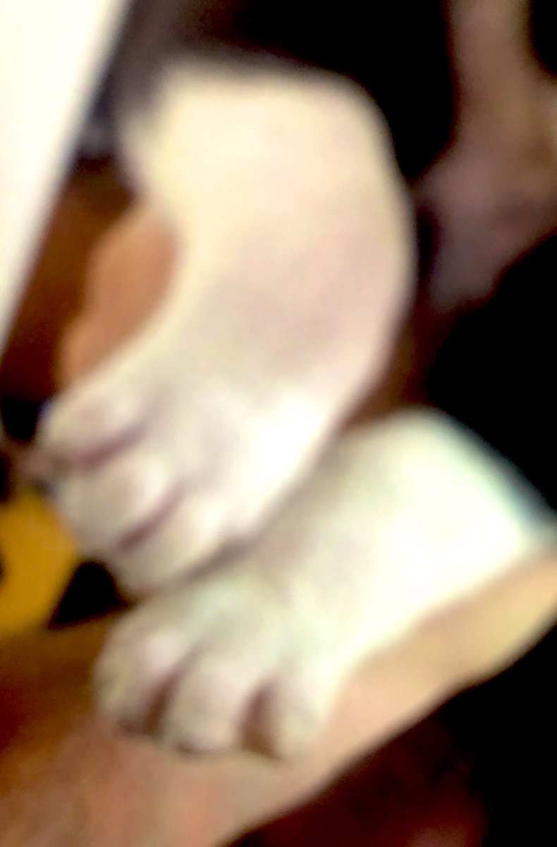 Cachorra muy hermosa busca hogar fue abandonada en la calle gente difundámosla es urgente 
Tel p adoptar: 092368929
Va con seguimiento 
A los 6 meses se regala castracion