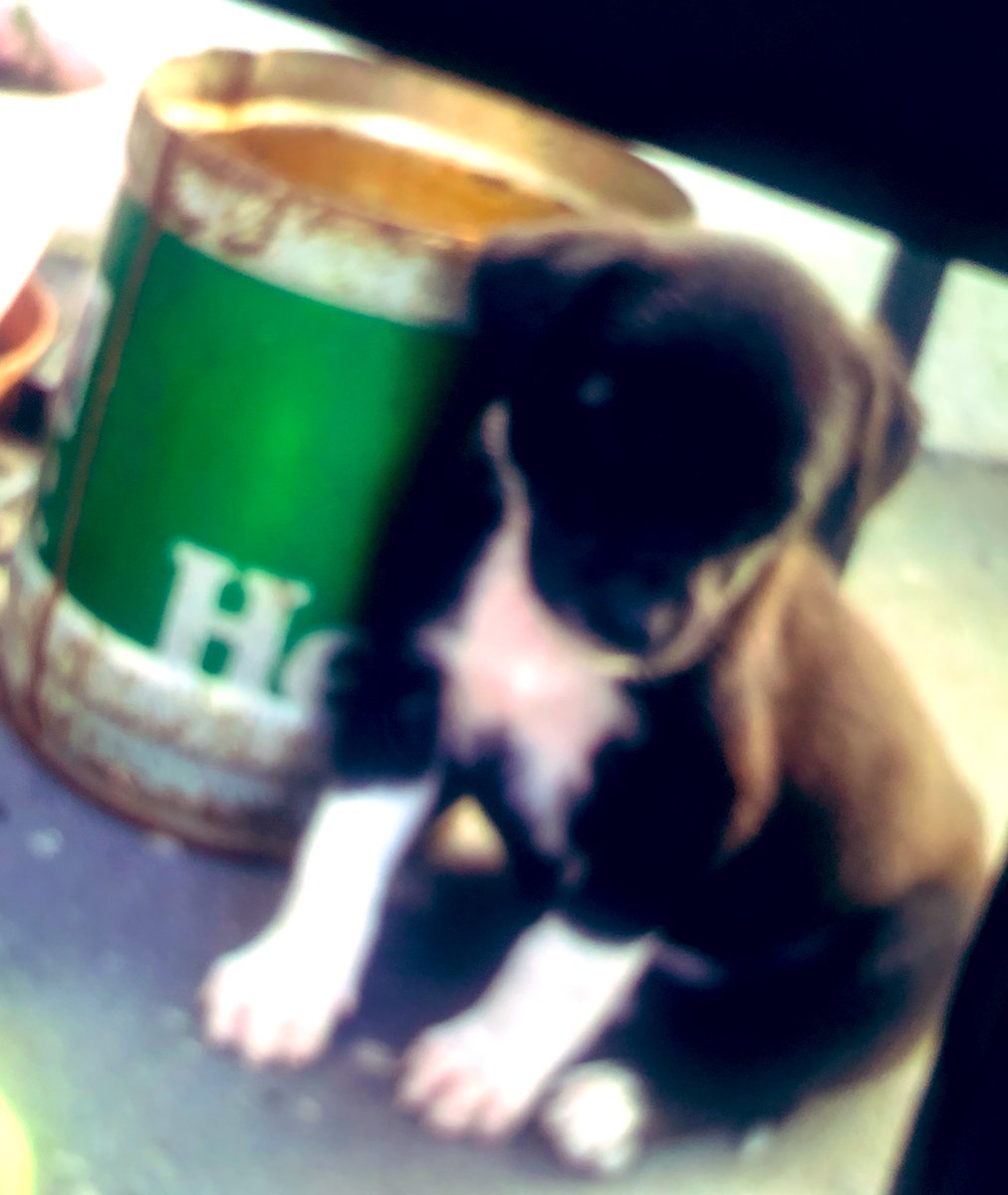 Vds3333's tweet photo. Cachorra muy hermosa busca hogar fue abandonada en la calle gente difundámosla es urgente 
Tel p adoptar: 092368929
Va con seguimiento 
A los 6 meses se regala castracion https://t.co/Ctra7Qv0mu