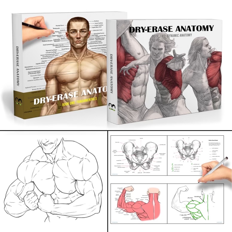 Please join me on Tuesday, November 21 for my first Kickstarter. The book is called DRY ERASE ANATOMY. You can draw inside, erase, and draw again. You will make your learning permanent using this book.
