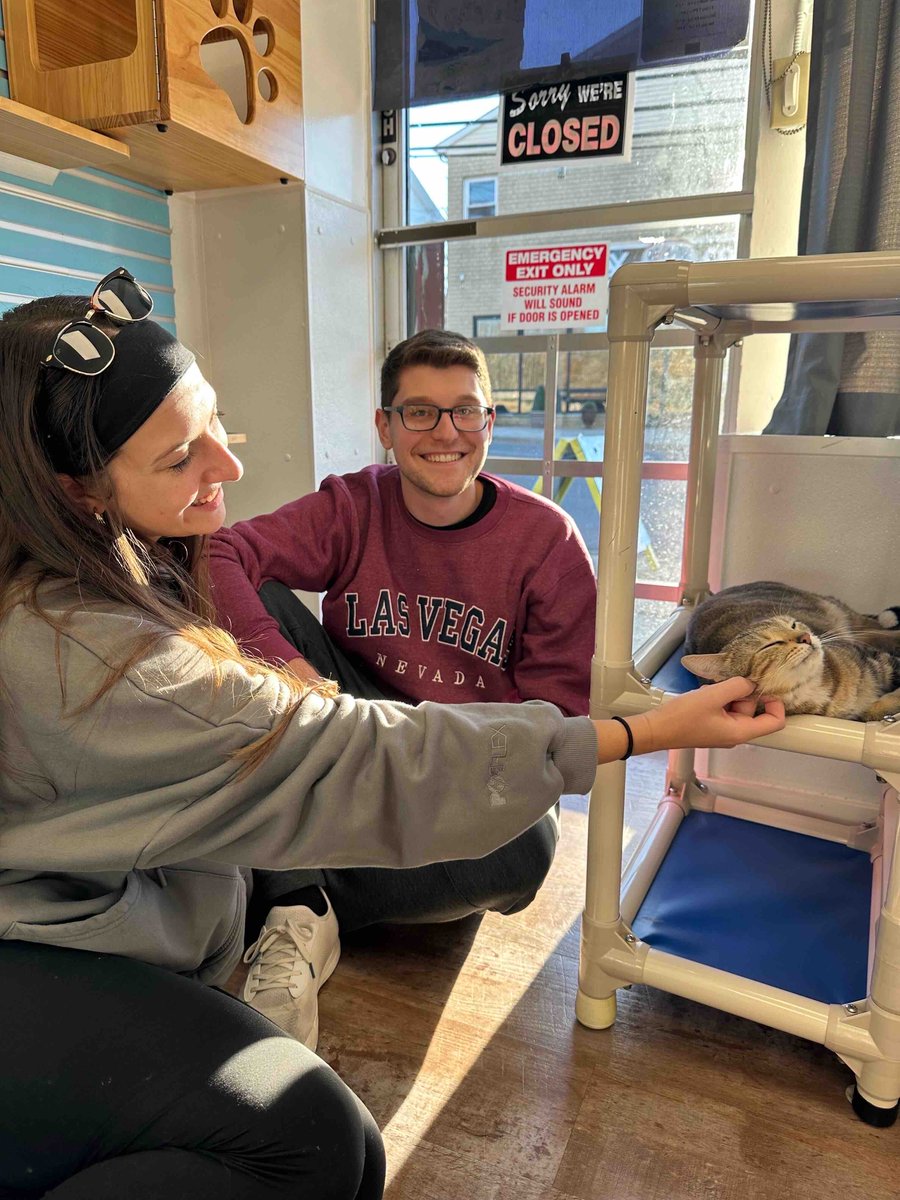 Rise and shine ☀️ Our wish came true and Dandelion flew off to her new adopters. Congratulations Dandelion 🌞 #karmacatzendog #catadoption #cats #adoptdontshop