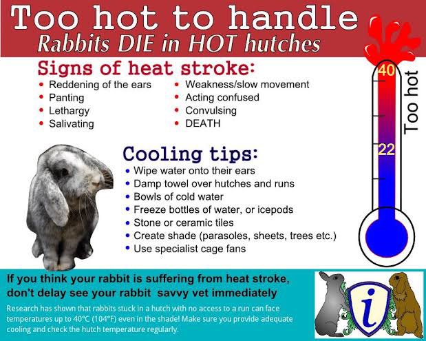 Rachelch35's tweet image. RABBITS/ GUINEA PIGS DIE in hot hutches PLEASE PLEASE bring them inside 🙏🏻 #PerthWeather