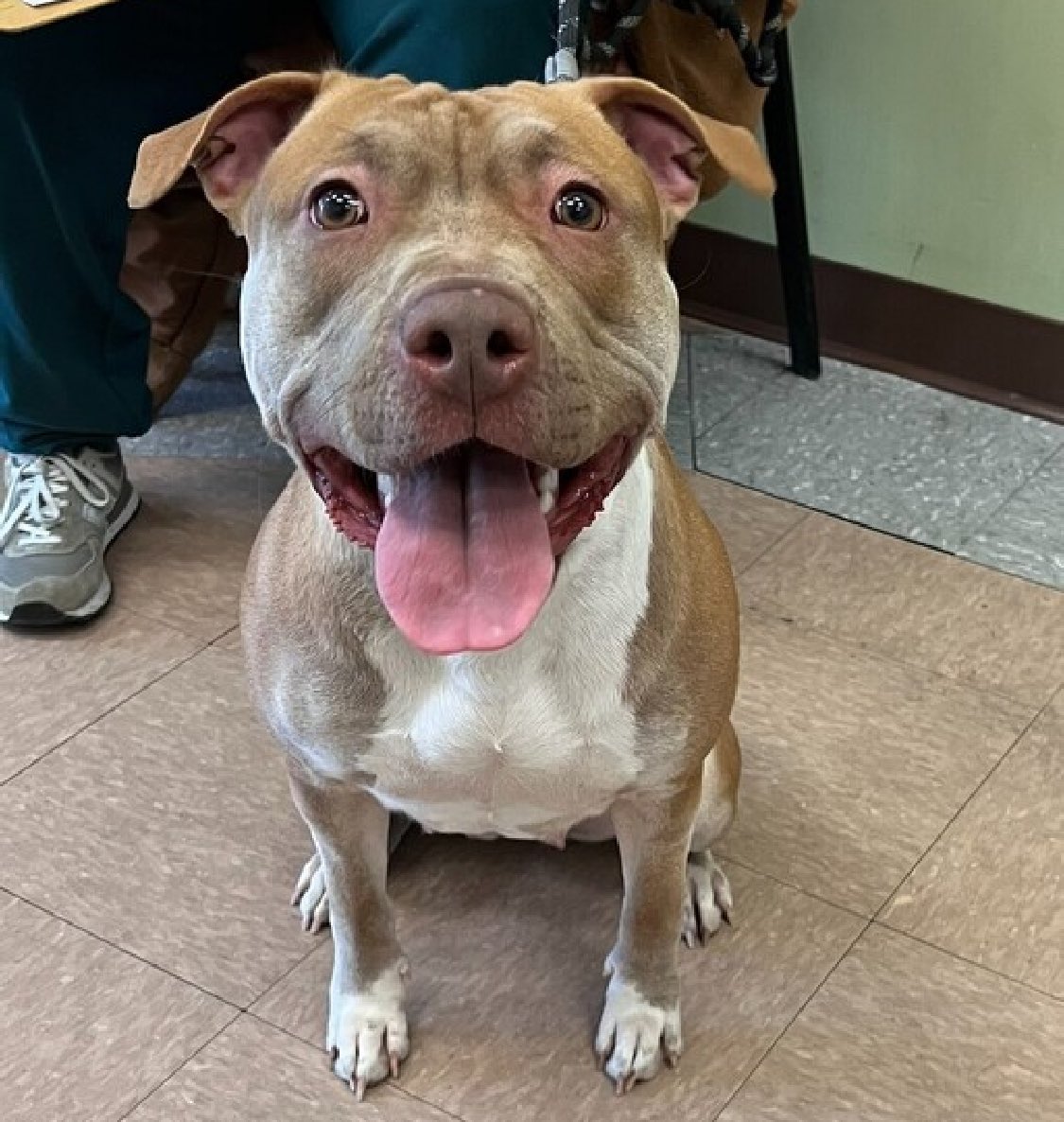 TomJumboGrumbo's tweet photo. Crate trained for 8-12 hours a day and spending most of her time in the bedroom, 12 month old Halo Mocah 182987’s family dumped her for “no time”. Now she’s looking for a new and improved family. TBK Tuesday (NYCACC kills young puppies), a social, affectionate and playful girl who knows her commands, loves hugs, kisses and car rides. Save her before they kill her: she needs a northeast family with kids age 13+. Please repost pledge for Halo!

https://t.co/BmMXzRXA8U
