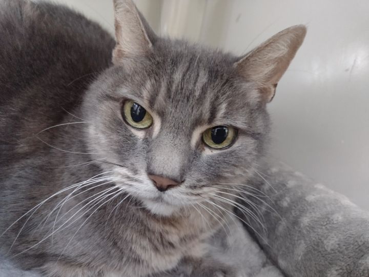 Guinness, a stunning grey male senior kitty, eagerly waits for his forever family at
Forever Paws Animal Shelter 
He's neutered/up to date w vaccinations, & ready to join a loving home
#FallRiver #MA #Massachusetts
(508) 677-9154 buff.ly/3RgkXrz. #AdoptASeniorPetMonth