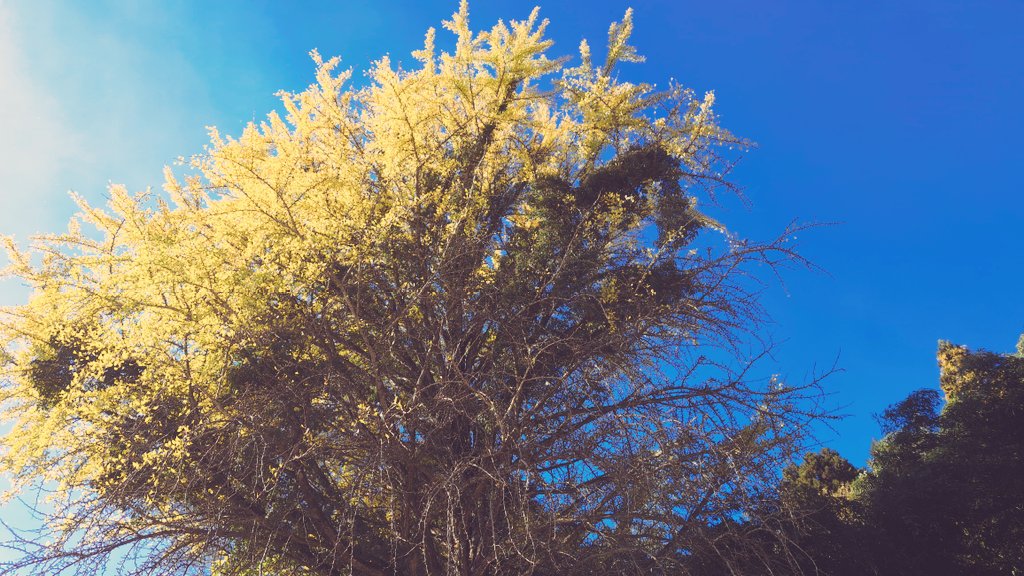 _m_MAMA09's tweet image. 昨日は末っ子が発熱して熱さがったけど今日は三男が発熱したので病院に電話せなあかーーーんんんんんん。
我が家のイチョウの様子。半分ハゲ。