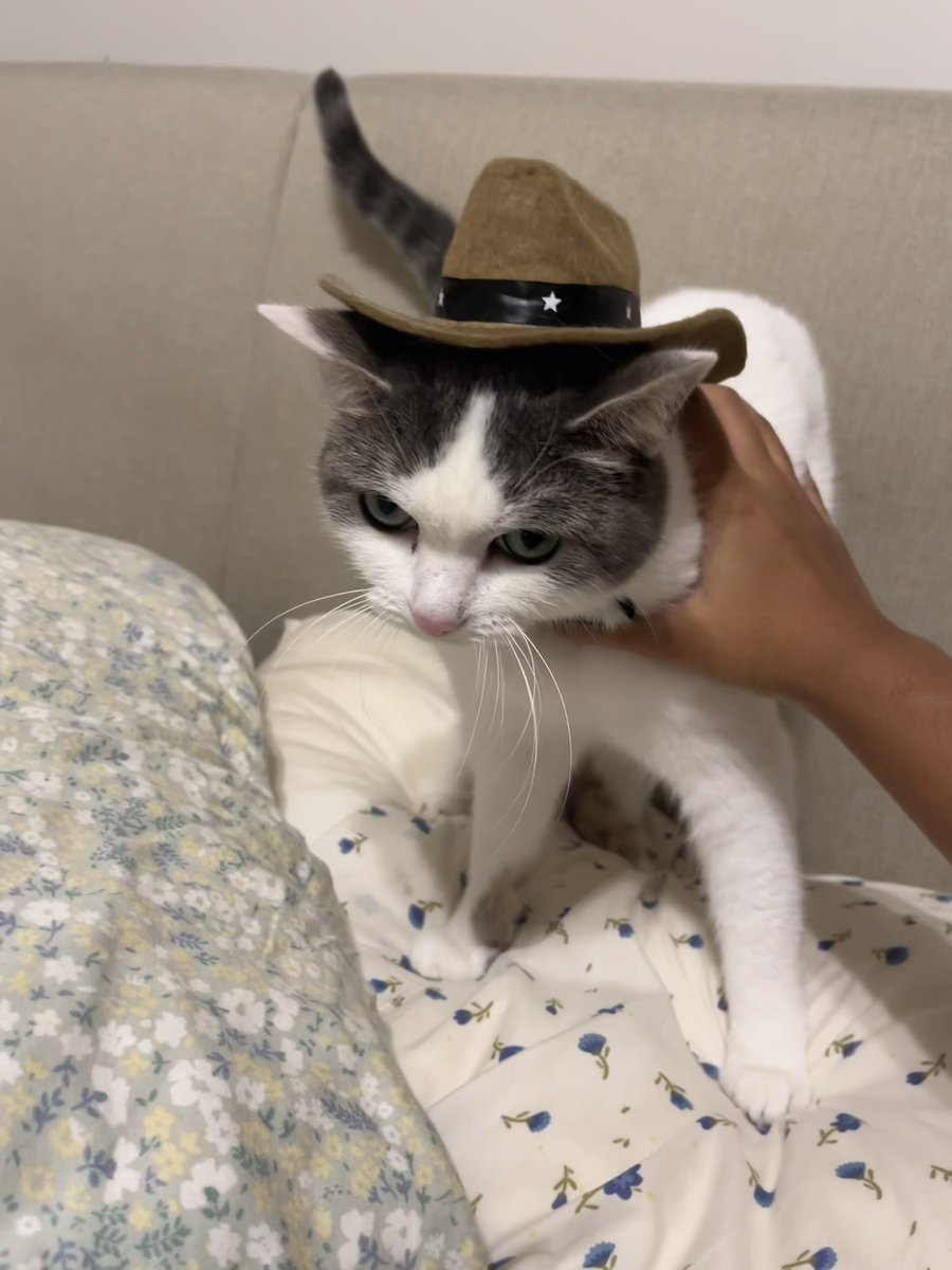 Moe Mijjum tweet media