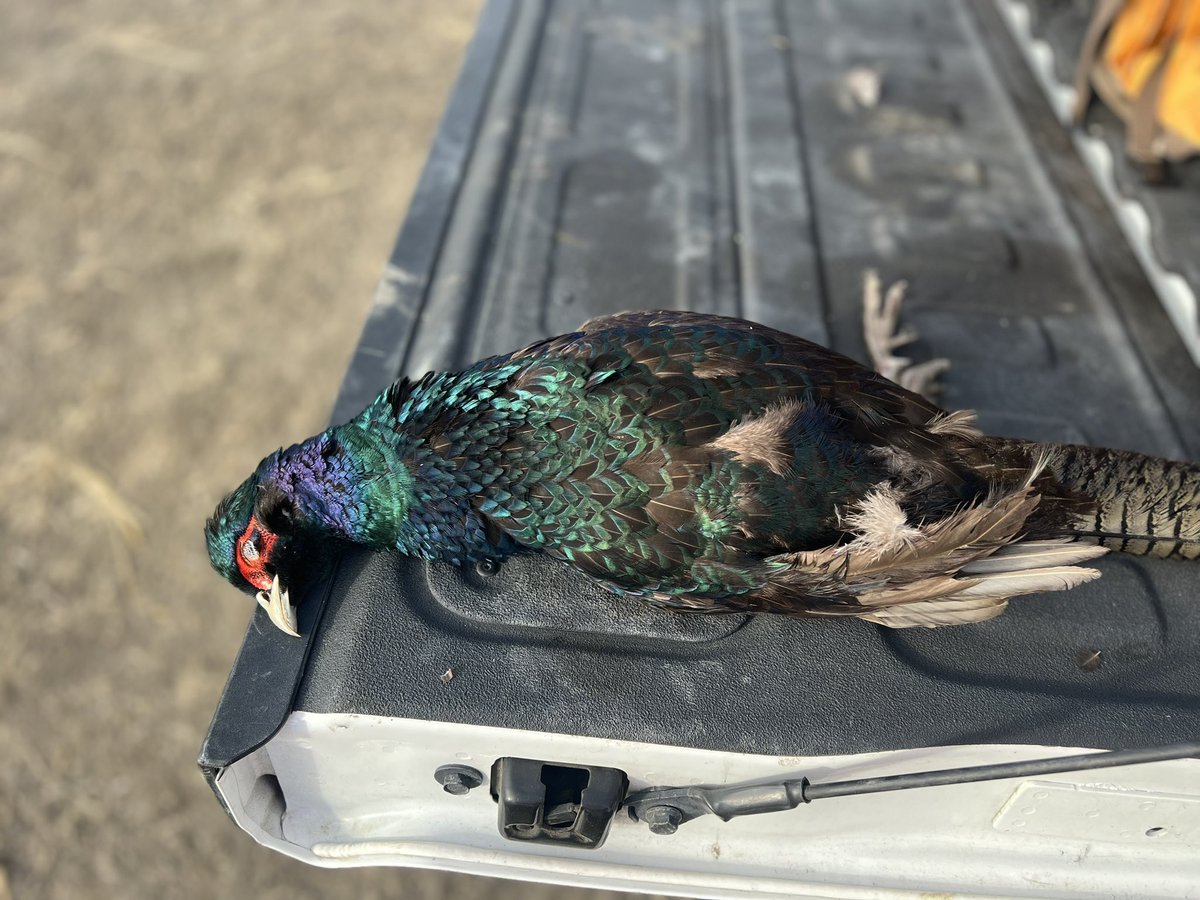 hunter_ugly's tweet photo. Got my 1st Black Pheasant. Opening week of CA pheasant season. @pheasants4ever @BobStPierre #Hunting #GSP #outdoors #pheasanthunting https://t.co/GAHkV6pZrN