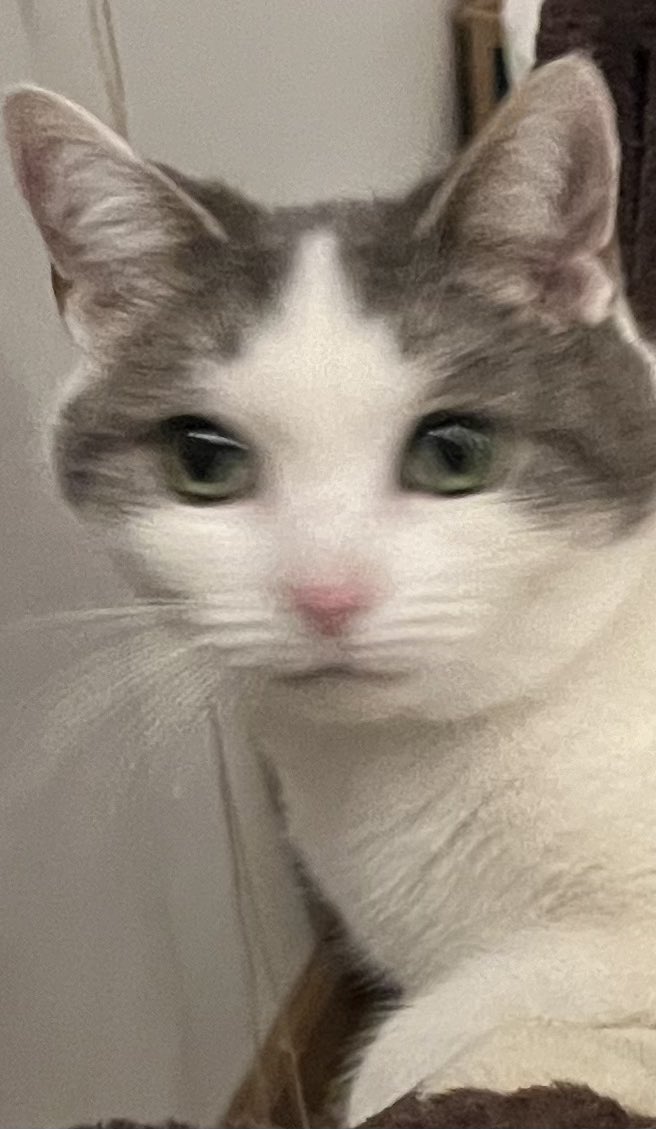 Moe Mijjum tweet media