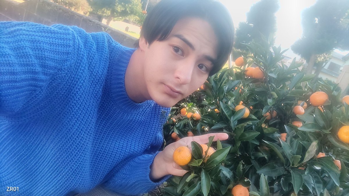 manato_hk's tweet photo. 今年も庭に植えてるミニミニサイズのみかんがいっぱい育ってくれた🥰
もう少ししたら収穫できるかな？ https://t.co/ipOg8dYxZm