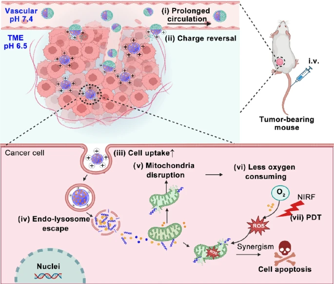 research_nano's tweet photo. Charge-reversible crosslinked nanoparticle for pro-apoptotic peptide delivery and synergistic photodynamic cancer therapy
https://t.co/c8Pii68UY4 https://t.co/WzJqxSvMha