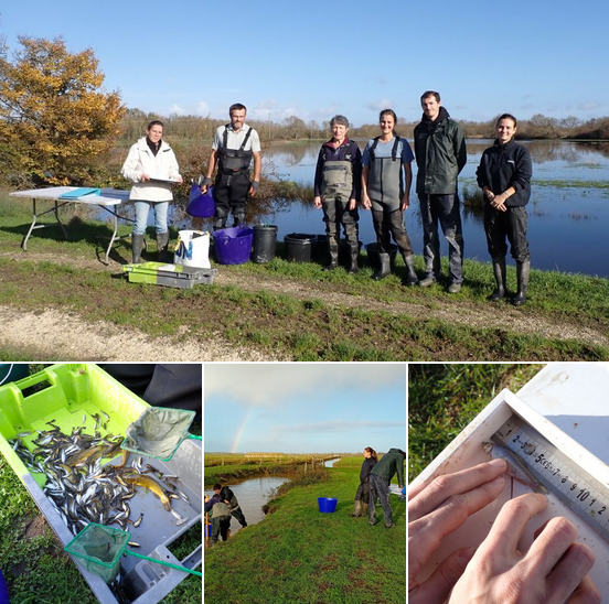 INRAE_NA_BDX's tweet photo. 🎣🧪Expérience sur le terrain pour le projet MAVI (Marais Vivants dans le contexte des #Changements CLimatiques)
👉Au programme des scientifiques #EABX @INRAE_NA_BDX : reconnaissance d'espèces, recensement, partage🔎🐟
En lien avec #TETRAE d' @INRAE_France
#biodiversité #marais https://t.co/TR9lAbppTJ