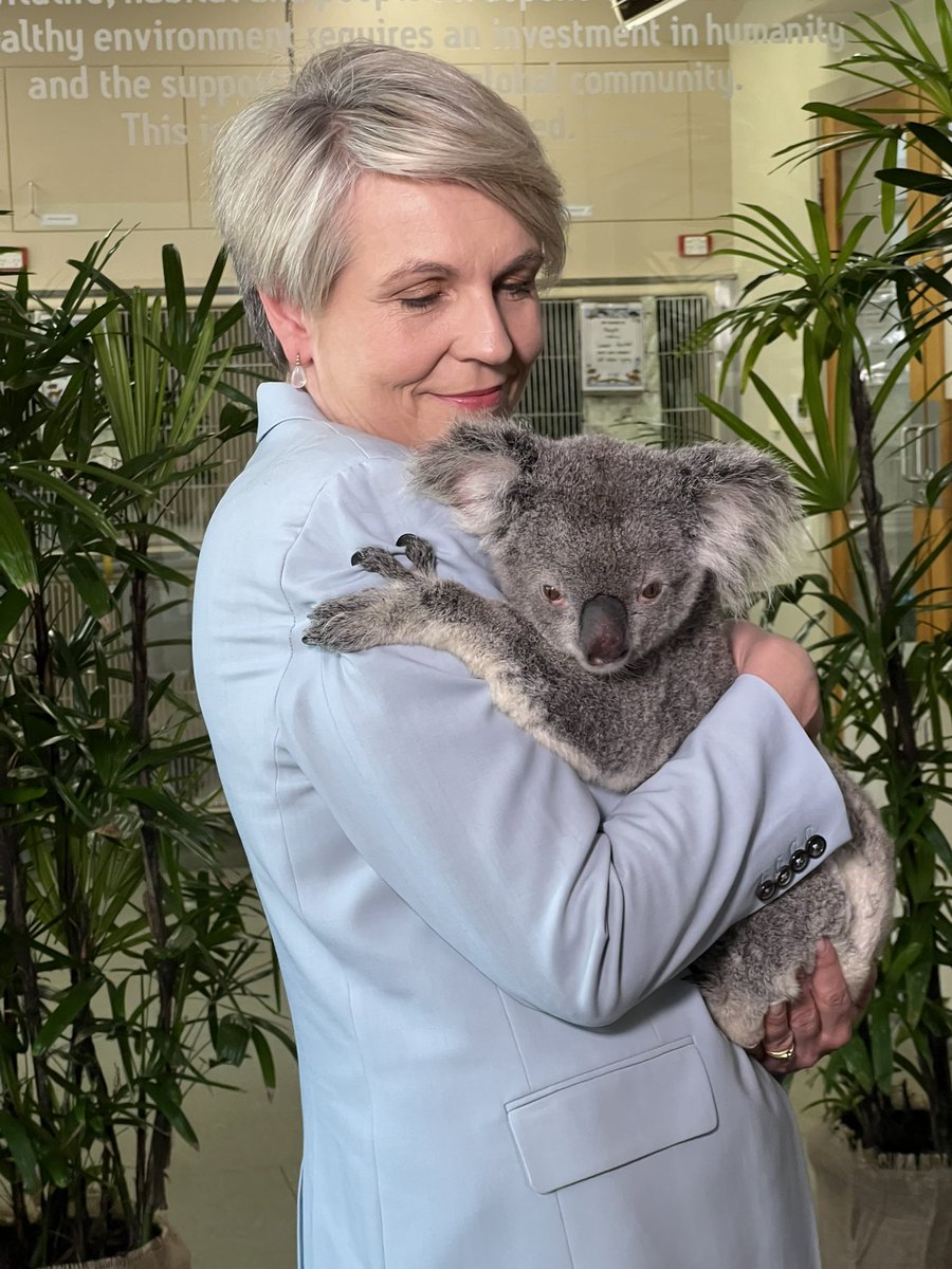 tanya_plibersek's tweet image. No one wants to imagine a future without koalas. That’s why we’re investing $12.4 Million to fund koala health projects across Queensland - so koalas like Brandy can get the care they need when disaster strikes.