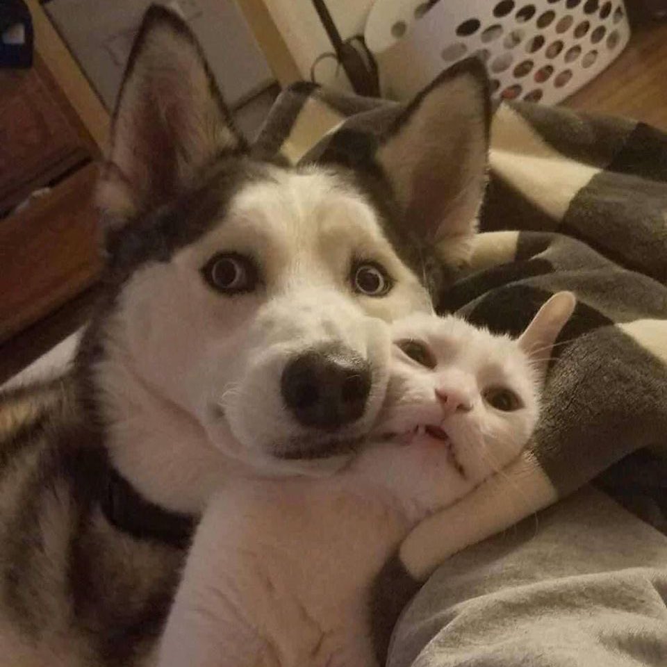 sfkkfs_'s tweet image. ขอบอกเลยว่า เป็นความต่างที่อยู่ด้วยกันได้น่ารักมาก 🐶🐱