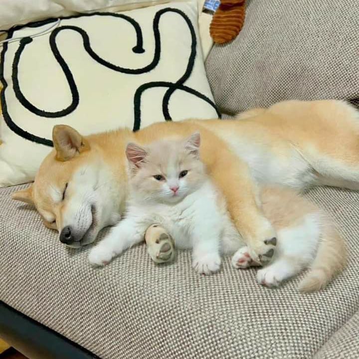 sfkkfs_'s tweet image. ขอบอกเลยว่า เป็นความต่างที่อยู่ด้วยกันได้น่ารักมาก 🐶🐱