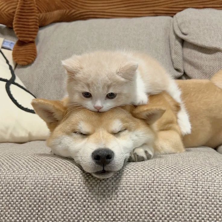 sfkkfs_'s tweet image. ขอบอกเลยว่า เป็นความต่างที่อยู่ด้วยกันได้น่ารักมาก 🐶🐱