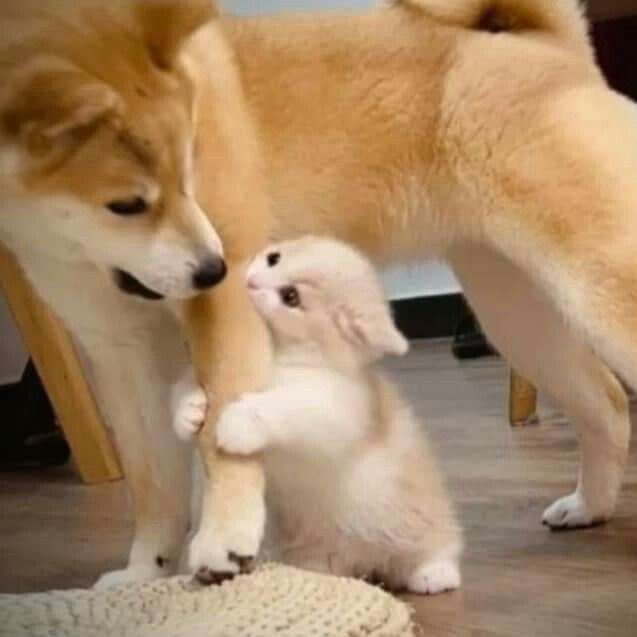 sfkkfs_'s tweet image. ขอบอกเลยว่า เป็นความต่างที่อยู่ด้วยกันได้น่ารักมาก 🐶🐱