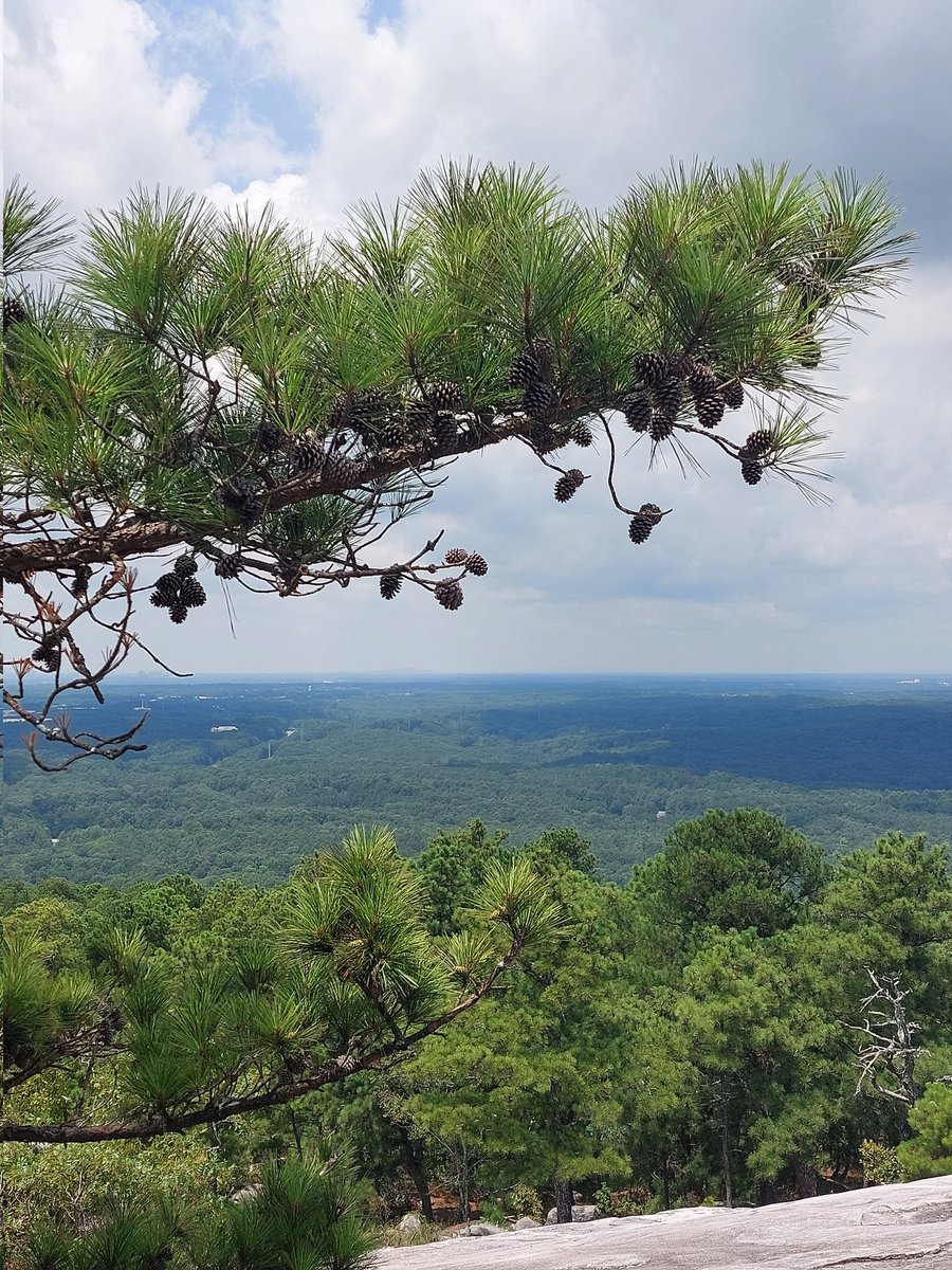 @arborsmarty Hi Trees🌳