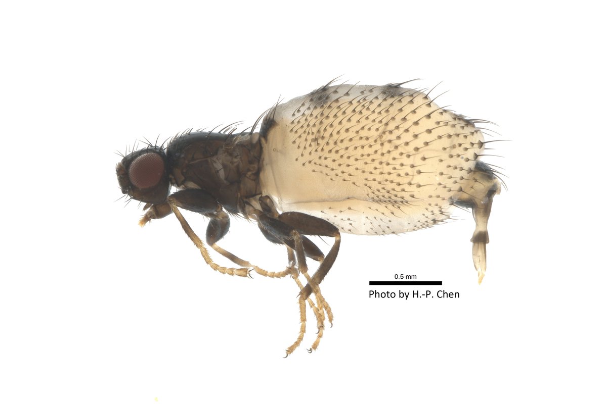 chp_shampooh's tweet photo. Bird-parasitic fly
Carnus orientalis Maa, 1968, female https://t.co/C0vGT0TIvu