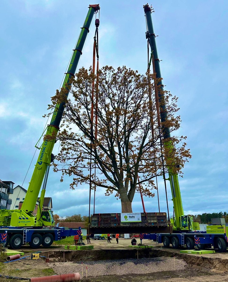 The city of Ängelholm is constructing a new road, and in its path stood an 80-year-old oak tree This is how they moved a 100-ton Oak - a thread 🧵