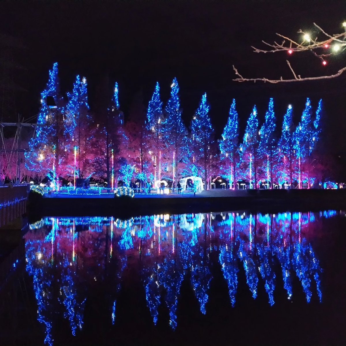 0926_flower's tweet photo. #かわちイルミネーション
 #河内町水と緑の運動公園 https://t.co/61eOCYtfCi