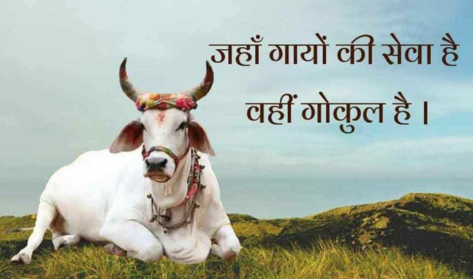 Soni45912315's tweet photo. Sant Shri Asharamji Bapu सत्संग मे बताते हैं देशी गाय के दर्शन एवं स्पर्श से पवित्रता आती है, पापों का नाश होता है । गोधूलि (गाय की चरणरज) का तिलक करने से भाग्य की रेखाएँ बदल जाती हैं ।
#गोपाष्टमी_उत्सव
Gau Pooja
Health &amp; Prosperity https://t.co/sHiygJdJ62