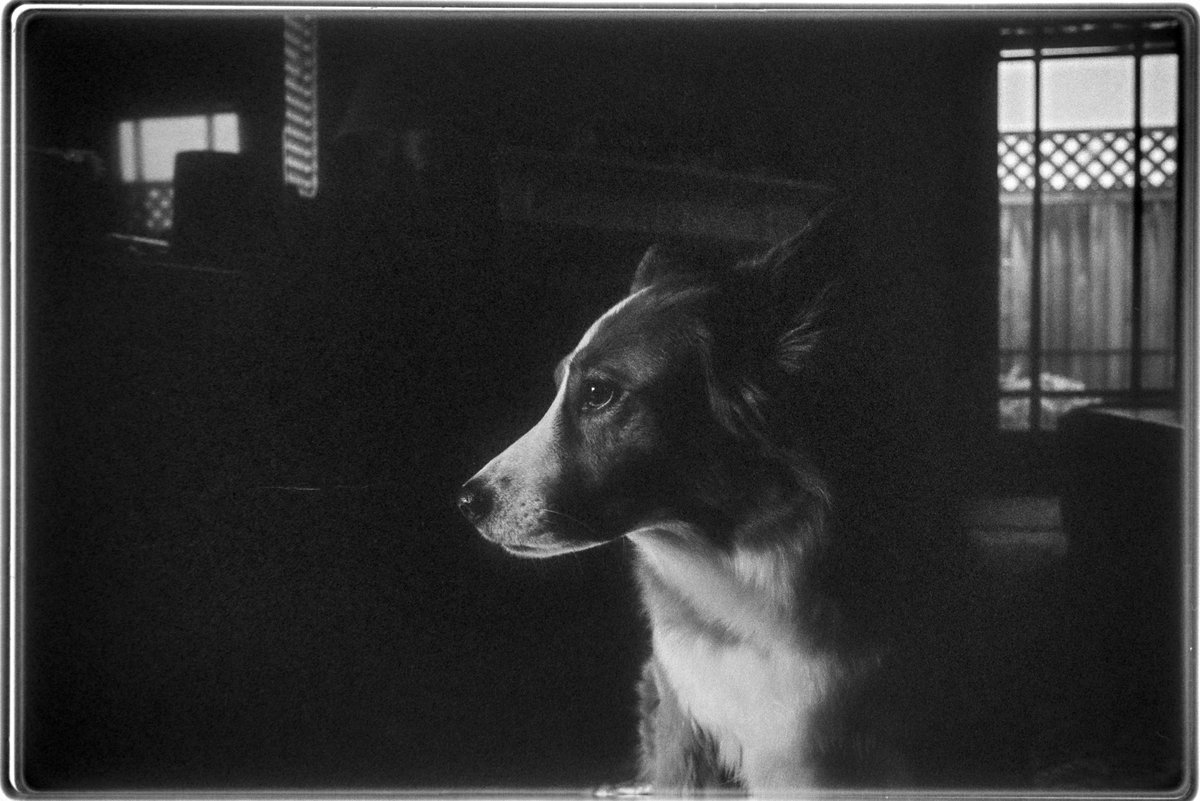 Dan McSweeney tweet media