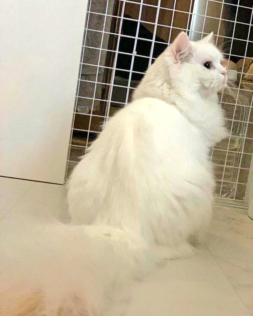 wasizu7masahiko's tweet photo. 🔶#拡散希望🔶
よろしくお願いします😺🙏#迷子猫
❇️名前『ふぃん😼ちゃん』🎅
⭕オス♂去勢済
⭕#ミヌエット
⭕手足短い😳
⭕ふさふさ尻尾
⭕臆病(>_<)
⭕マイクロチップ有📡
⭕#千葉市稲毛区弥生町１丁目 #千葉大学 付近～迷子😢
⭕令和4年3月15日以降行方不明😭
#どんな些細な情報でもお願いします🙏 https://t.co/QD0evEEnOa