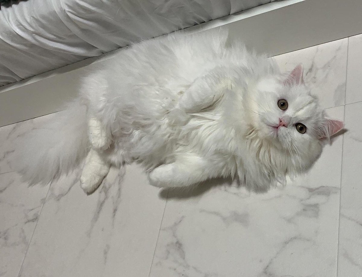 wasizu7masahiko's tweet photo. 🔶#拡散希望🔶
よろしくお願いします😺🙏#迷子猫
❇️名前『ふぃん😼ちゃん』🎅
⭕オス♂去勢済
⭕#ミヌエット
⭕手足短い😳
⭕ふさふさ尻尾
⭕臆病(>_<)
⭕マイクロチップ有📡
⭕#千葉市稲毛区弥生町１丁目 #千葉大学 付近～迷子😢
⭕令和4年3月15日以降行方不明😭
#どんな些細な情報でもお願いします🙏 https://t.co/QD0evEEnOa