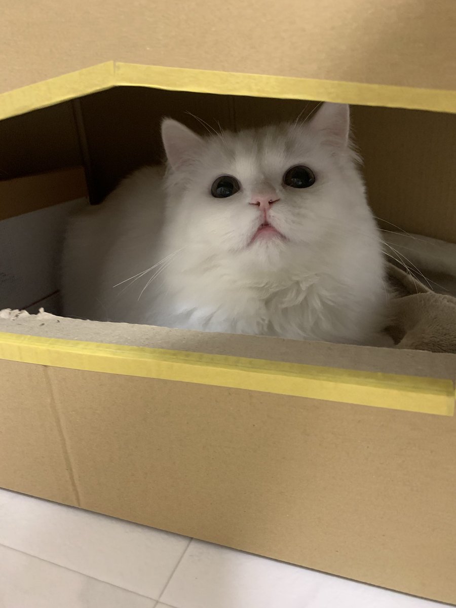 wasizu7masahiko's tweet photo. 🔶#拡散希望🔶
よろしくお願いします😺🙏#迷子猫
❇️名前『ふぃん😼ちゃん』🎅
⭕オス♂去勢済
⭕#ミヌエット
⭕手足短い😳
⭕ふさふさ尻尾
⭕臆病(>_<)
⭕マイクロチップ有📡
⭕#千葉市稲毛区弥生町１丁目 #千葉大学 付近～迷子😢
⭕令和4年3月15日以降行方不明😭
#どんな些細な情報でもお願いします🙏 https://t.co/QD0evEEnOa