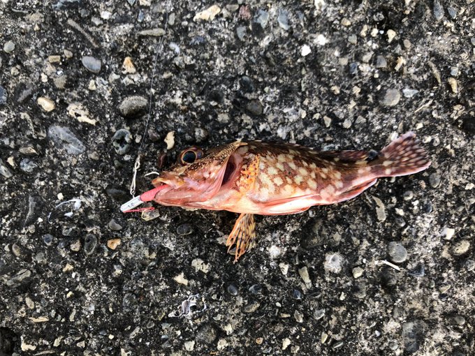 四国に入ってやっと釣れた('・ω・`)
ミニガシラ 