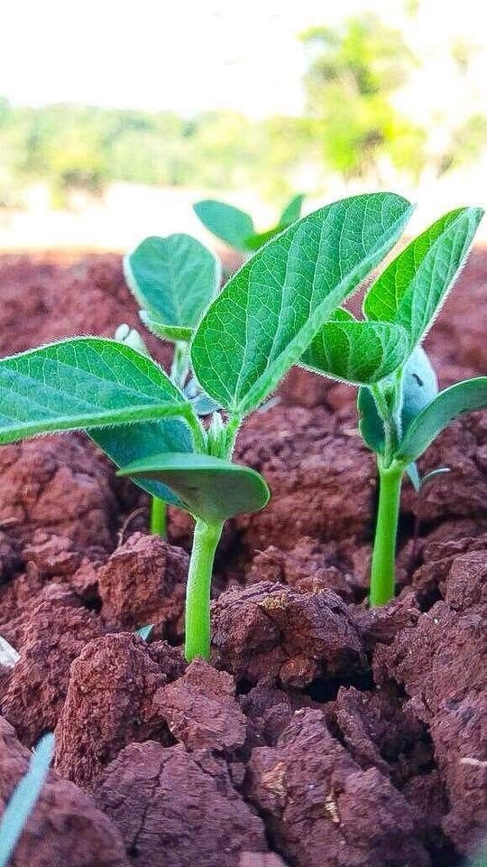 ganeshgthinks's tweet photo. बीज अंकुरे अंकुरे, ओल्या मातीच्या कुशीत
कसे रुजावे बियाणे, माळरानी खडकात? https://t.co/0dOqUleLC4