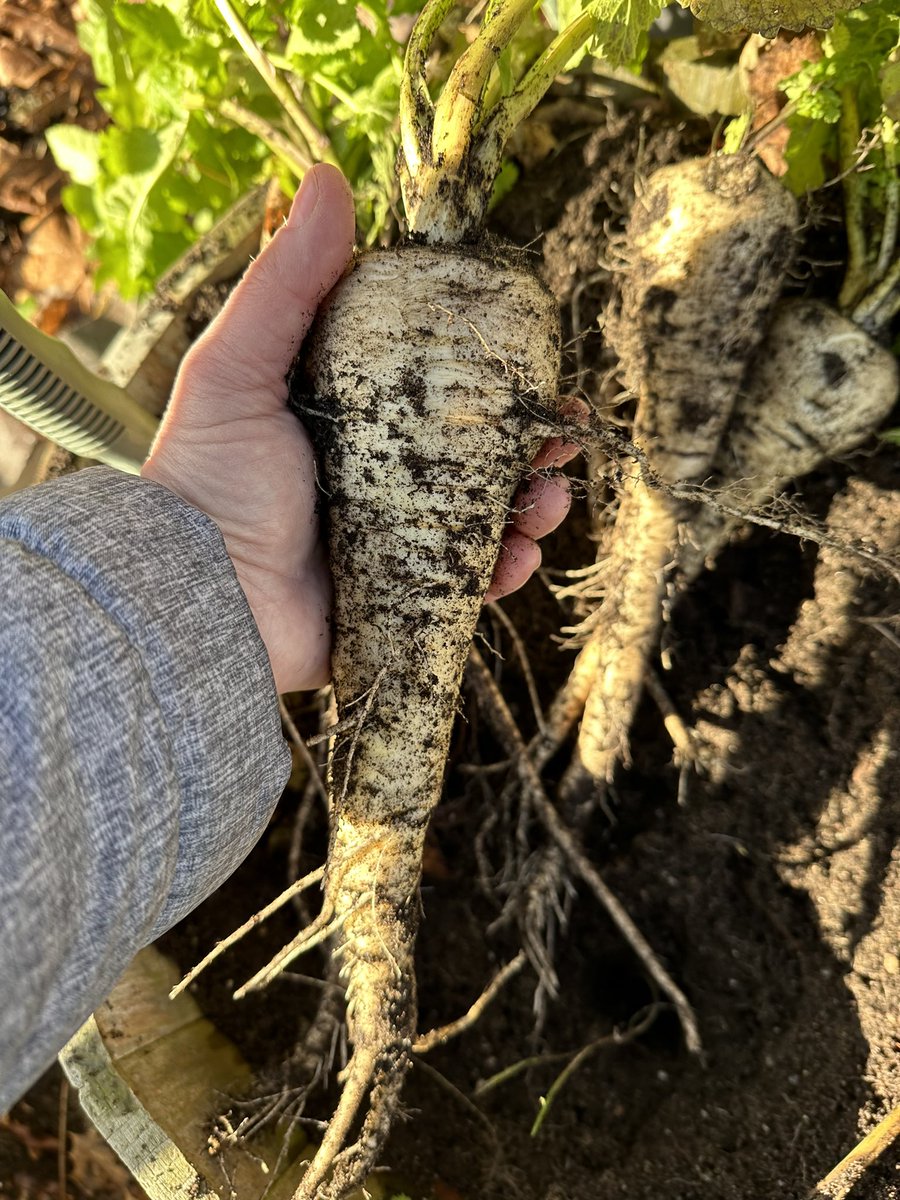 roxyjoe3's tweet image. A great harvest today! I love gardening!