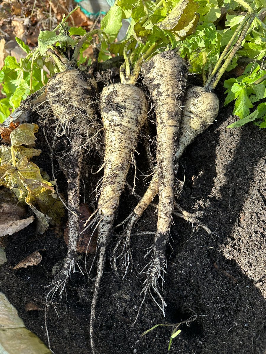 roxyjoe3's tweet image. A great harvest today! I love gardening!
