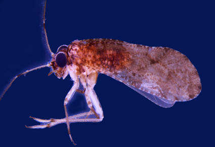 Zootaxa's tweet photo. A #newspecies of the genus Lichenomima Enderlein, 1910 (#Psocodea: ‘Psocoptera’: Myopsocidae) from #India
https://t.co/ZWq7G4Vxz1
#Taxonomy https://t.co/pgJhN0Qb5z