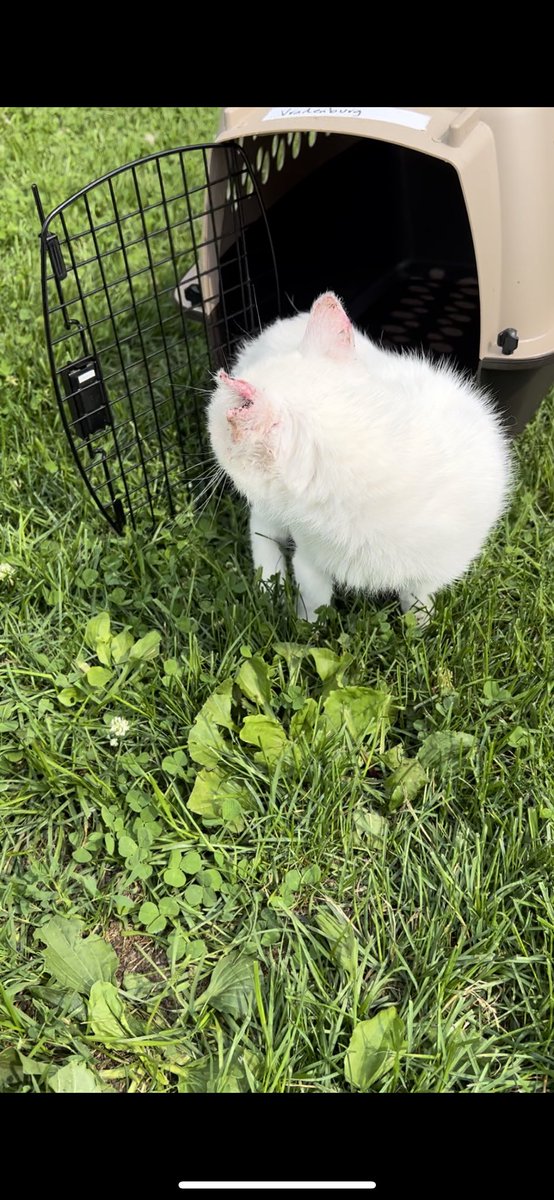 EBieske's tweet photo. @JessicaBlevins One of the outside cats got in a fight and lost her ear, surgery to get her stitches up was $900. 🙈🙈 https://t.co/Ii4Rq6I9Jr